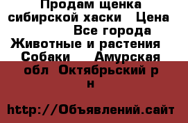 Продам щенка сибирской хаски › Цена ­ 8 000 - Все города Животные и растения » Собаки   . Амурская обл.,Октябрьский р-н